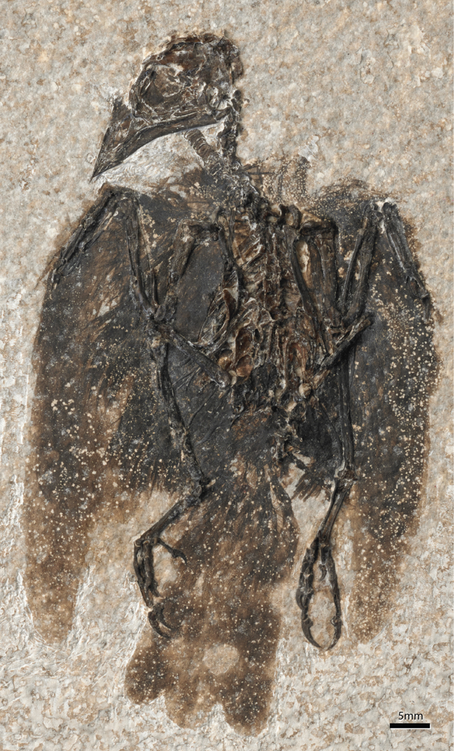 Illustration for article titled Cartoonishly Well-Preserved Fossil Is the Earliest Bird of Its Kind